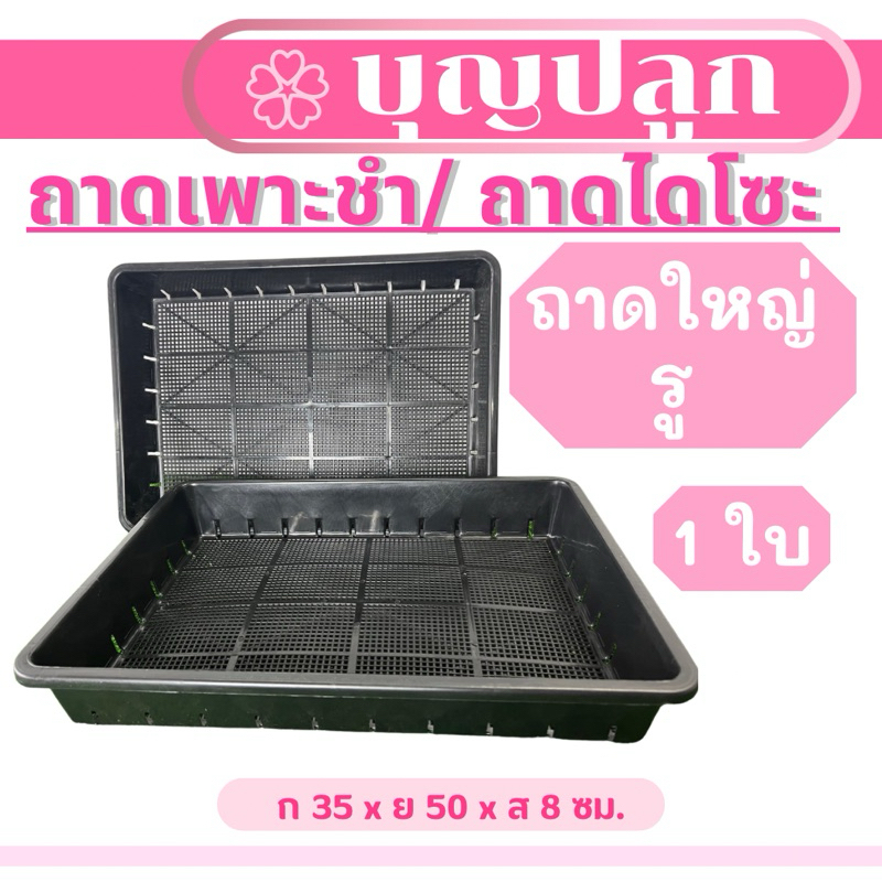 (1ใบ/ 3ใบ) ถาดเพาะ ไซส์ใหญ่มีรู ถาดไดโซะ เพาะต้นอ่อน วางต้นไม้ แคคตัส L