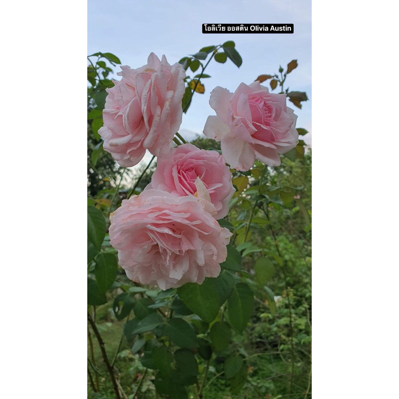 กุหลาบ-โอลิเวีย ออสติน “Olivia Austin”  สีชมพูพาสเทลจางๆ มีกลิ่นหอม