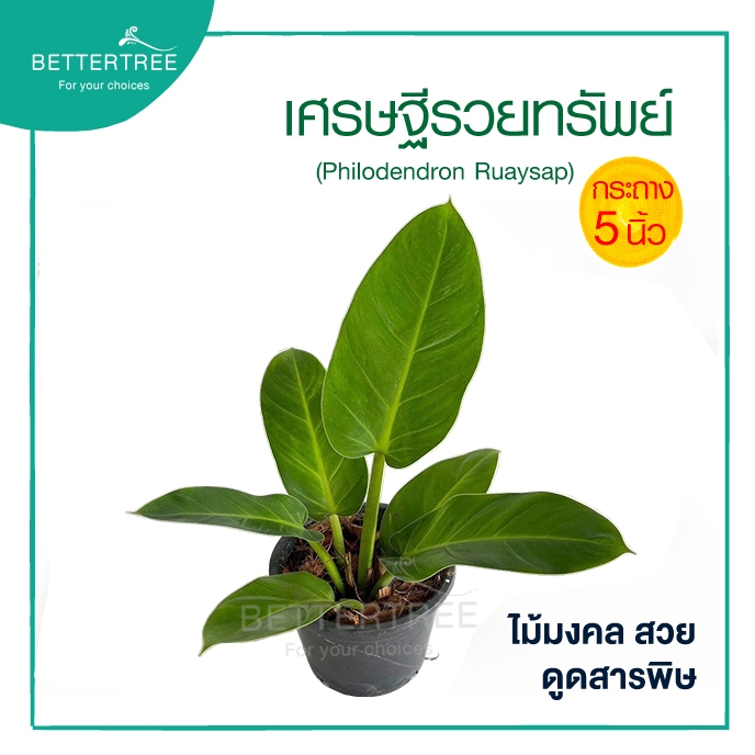 เศรษฐีรวยทรัพย์ กระถาง 5 นิ้ว Philodendron ไม้มงคล ไม้ฟอกอากาศ ต้นไม้