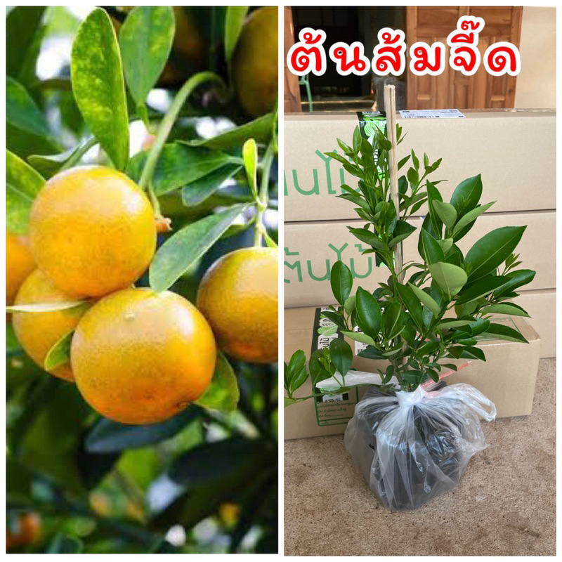 ต้นส้มจี๊ด นิยมปลูกเป็นไม้มงคลผล รสชาติเปรี้ยวจี๊ดสามารถทานได้