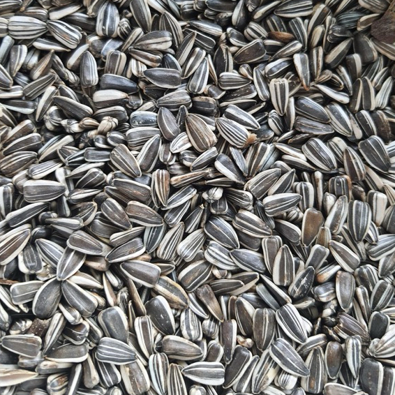 ทานตะวันฮังการี {1Kg.}เม็ดทานตะวัน อาหารนก อาหารนกฟอพัส อาหารนกหงส์หยก อาหารสำหรับนกขนาดเล็ก เม็ดทานตะวันเม็ดเล็ก