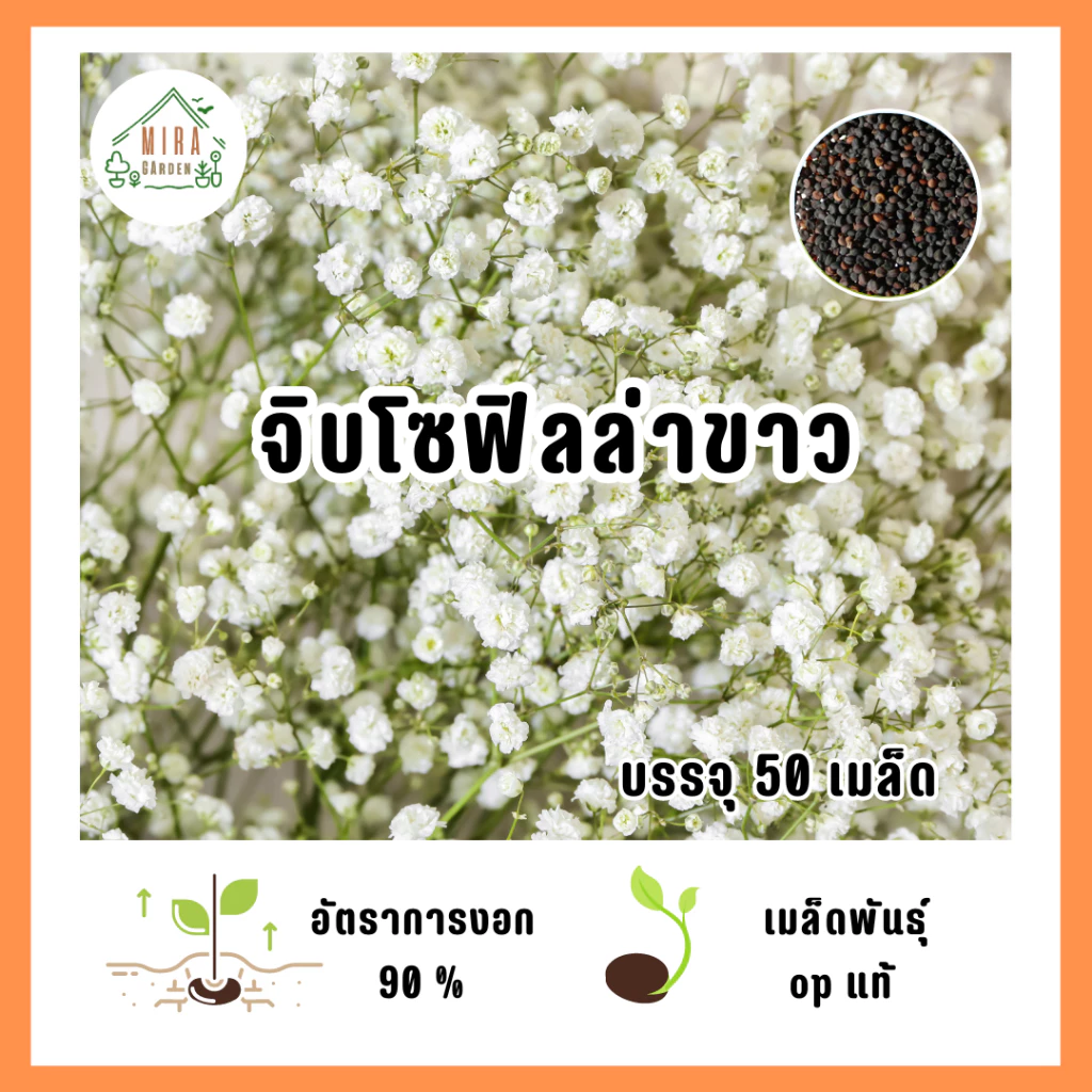 เมล็ดพันธุ์ ดอกจิบโซฟิลล่า(ขาว) บรรจุ 50 เมล็ด