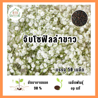เมล็ดพันธุ์ ดอกจิบโซฟิลล่า(ขาว) บรรจุ 50 เมล็ด