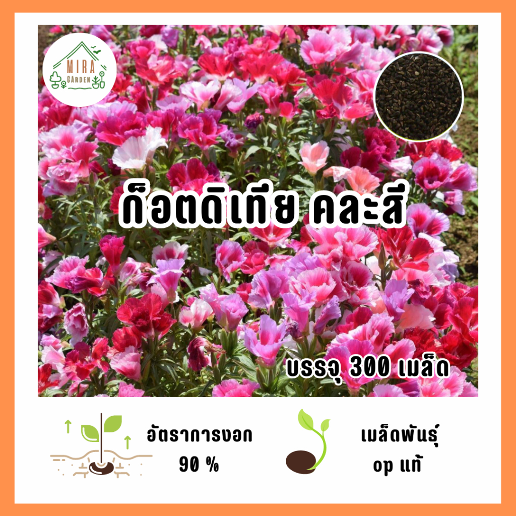 เมล็ดพันธุ์ ดอกก็อตดิเทียคละสี บรรจุ 300 เมล็ด