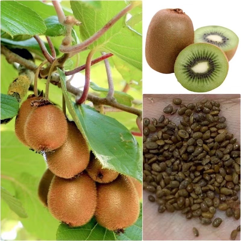 ปลูกง่าย ปลูกได้ทั่วไทย เมล็ดสด 100% Kiwi Seeds เมล็ดพันธุ์ เมล็ดกีวี บรรจุ 100 เมล็ด เมล็ดพันธุ์บอนสี เมล็ดพันธุ์ผลไม้