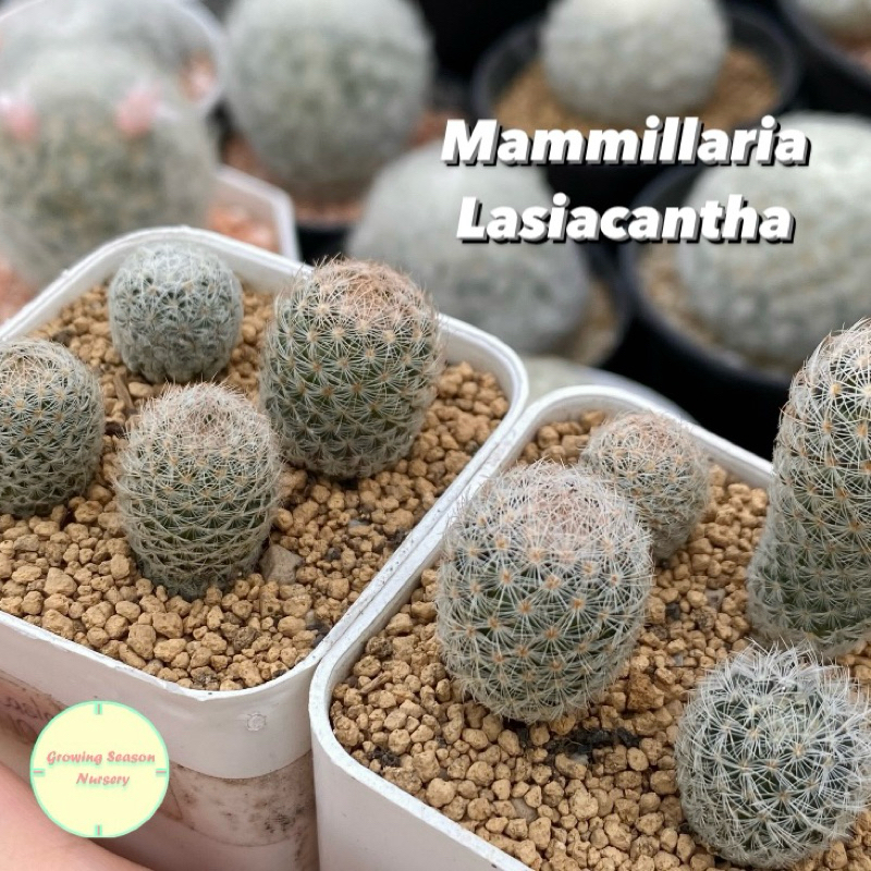 [ MAMM6 ] แมมมิลลาเรีย ลาเซียแคนต้า (Mammillaria Lasiacantha) แคคตัส กระบองเพชร ไม้อวบน้ำ ไม้เมล็ด ไม้ชำหน่อ แมม