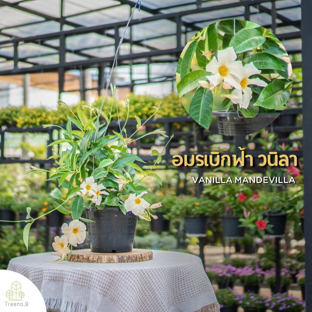 Treeno.9 T247 อมรเบิกฟ้าดอกสีวนิลา Mandevilla Vine ดอกสวย อยู่ได้นาน ไม้เลื้อย พุุ่มใหญ่ ความรุ่งเรือง กระถาง8นิ้ว