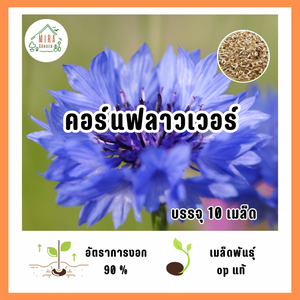 เมล็ดพันธุ์ ดอกคอร์นฟลาวเวอร์ บรรจุ 10 เมล็ด