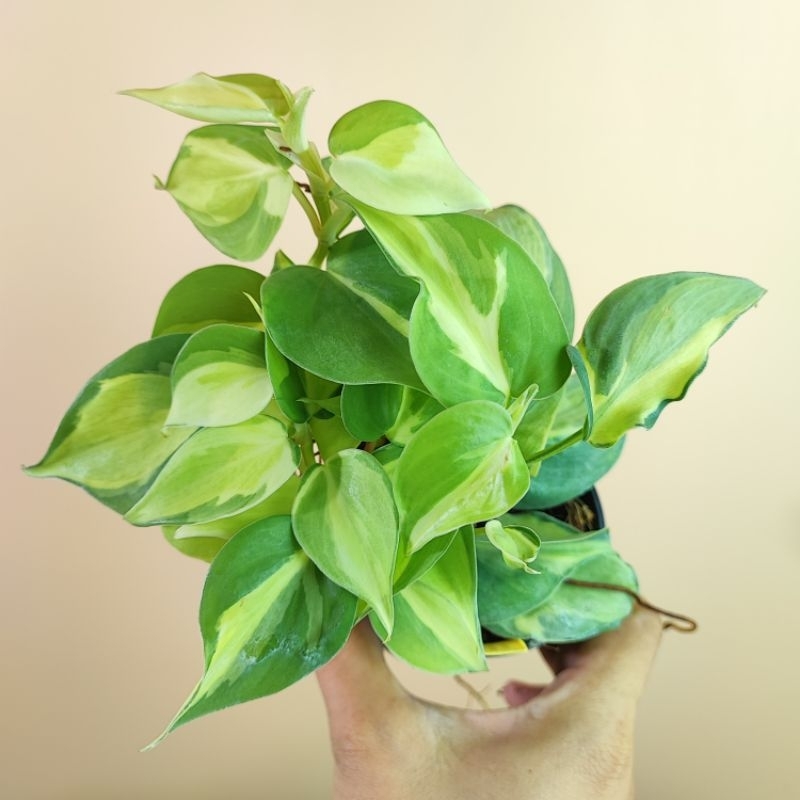Philodendron Cream Splash Tricolor พลูบราซิล ด่าง 3สี Brasil Tricolor มีสีขาว หรือครีม แทรกในด่างชัดเจน ฟิโลเดนดรอน