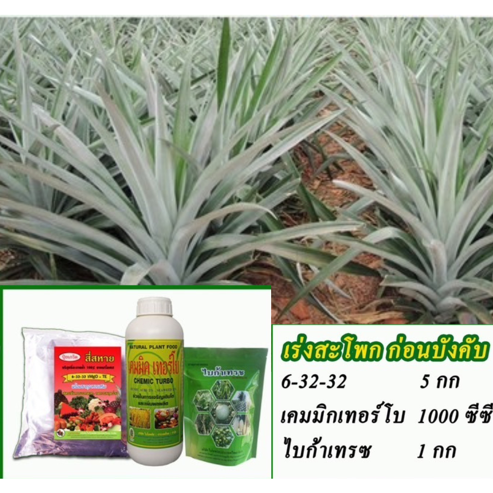 ชุดเร่งสะโพก ก่อนบังคับ สับปะรด ไบโอพลัส 6-32-32+เคมมิกเทอร์โบ+ไบก้าเทรช