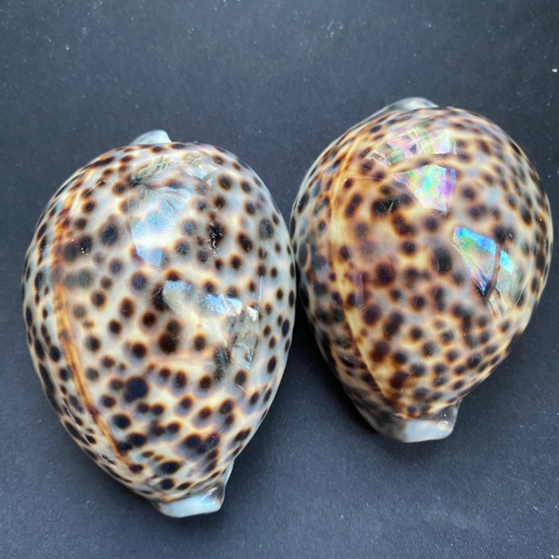 หอยลายเสือดาว สำหรับตกแต่งตู้ปลาและสะสม leopard print cowrie shell For fish tank decoration and collection