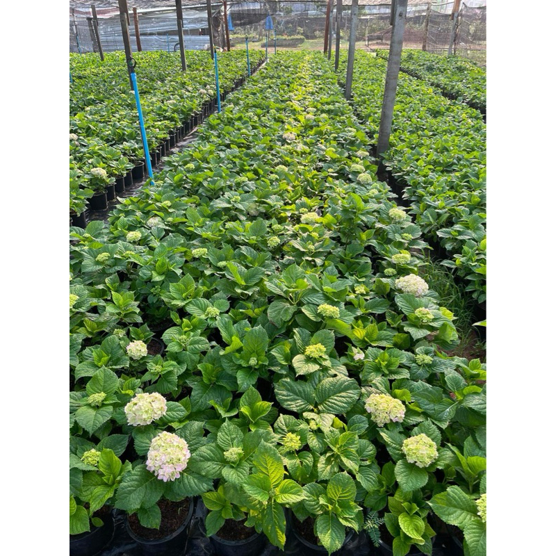 ต้นไฮเดรนเยีย พันธุ์เบา🌸 (ติดดอก) ขนาดถุง Hydrangea ม่วง/ฟ้า/ชมพู รูปที่ 6