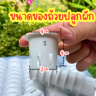 ถ้วยปลูกผักไฮโดรโปนิกส์ สีขาว ใช้ซ้ำได้ พลาสติกอย่างดีเกรด AAA+