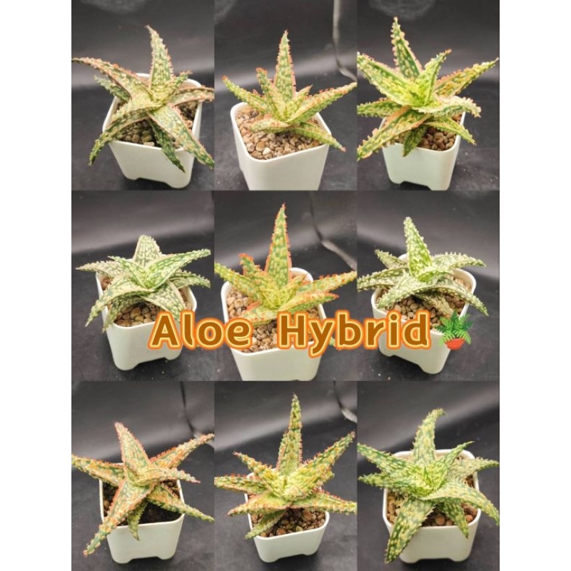 Aloe Hybrid อโลไฮบริด ไม้เมล็ดทุกต้น ในกระถาง 2 นิ้ว อัพเดท 28/03/67