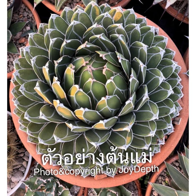 agave victoriae อากาเว่ วิคตอเรีย (ขายหน่อ) @110บาท