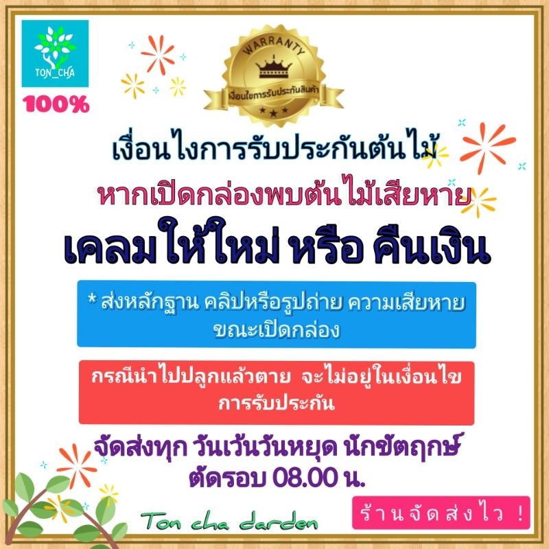 รูปภาพ 9