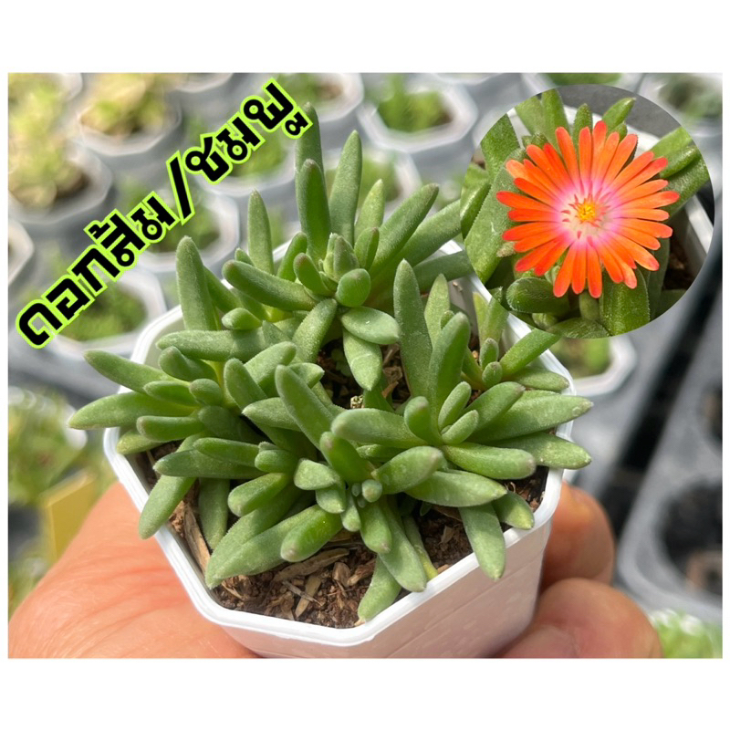 Delosperma Ice Plant (ดอกสีส้ม/ชมพู) กุหลาบหิน ไมัอวบนำ้ 2 นิ้ว