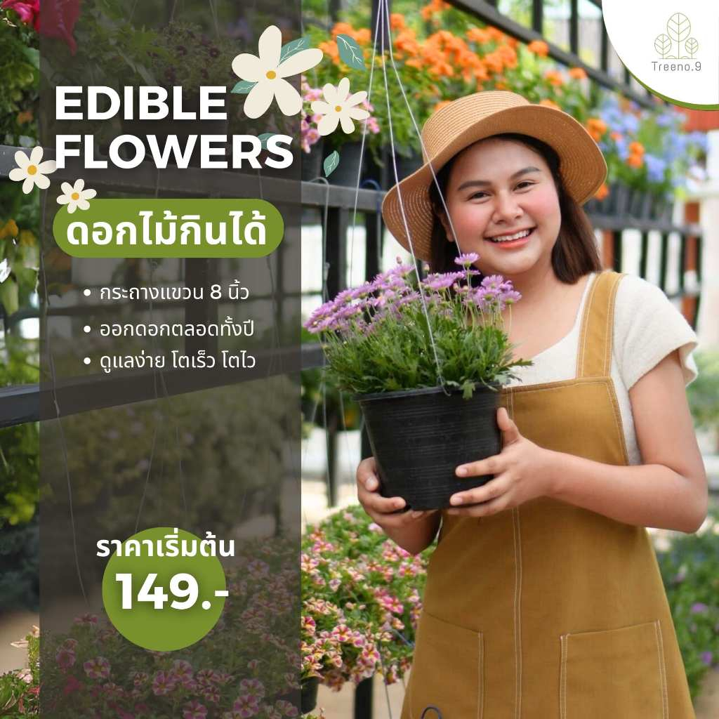โปร 1-12/12 ซื้อ 4 ต้น แถม2 ปุ๋ยฟรี 1 รวม ดอกไม้รับประทานได้ ซื้อ5แถม1 มีมากกว่า 30 ชนิด กระถางแขวน 8 นิ้ว (Edible Flow)