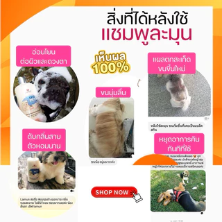 แชมพูละมุนเฮอร์เบิล (อ่อนโยนพิเศษ) ป้องกันเรื้อน แก้ปัญหาผื่นคัน/เชื้อรา/ไร/ยีสต์ ใช้ได้ทุกสายพันธ์ุ