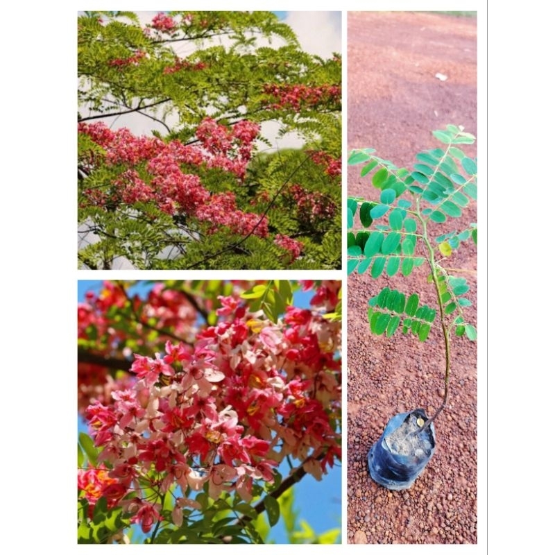 ต้นชัยพฤกษ์ ติดดอกดก ดอกสีชมพูเข้ม ดอกสวยมาก ต้นพร้อมปลูก สูง30-40ซ.ม ซื้อ 4 ต้นแถม 1 ต้น