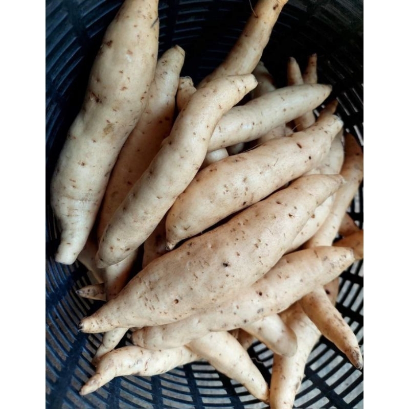 #พร้อมส่ง#สดๆๆ จากไร่..ออแกรนิคแท้ๆๆ🍠 มันเหลืองคุริโคกาเนะ(มันผักกาด) หวาน หนึบฉ่ำช่วงนี้ ออแกรนิค ขุดใหม่#มันขาวผักกาด