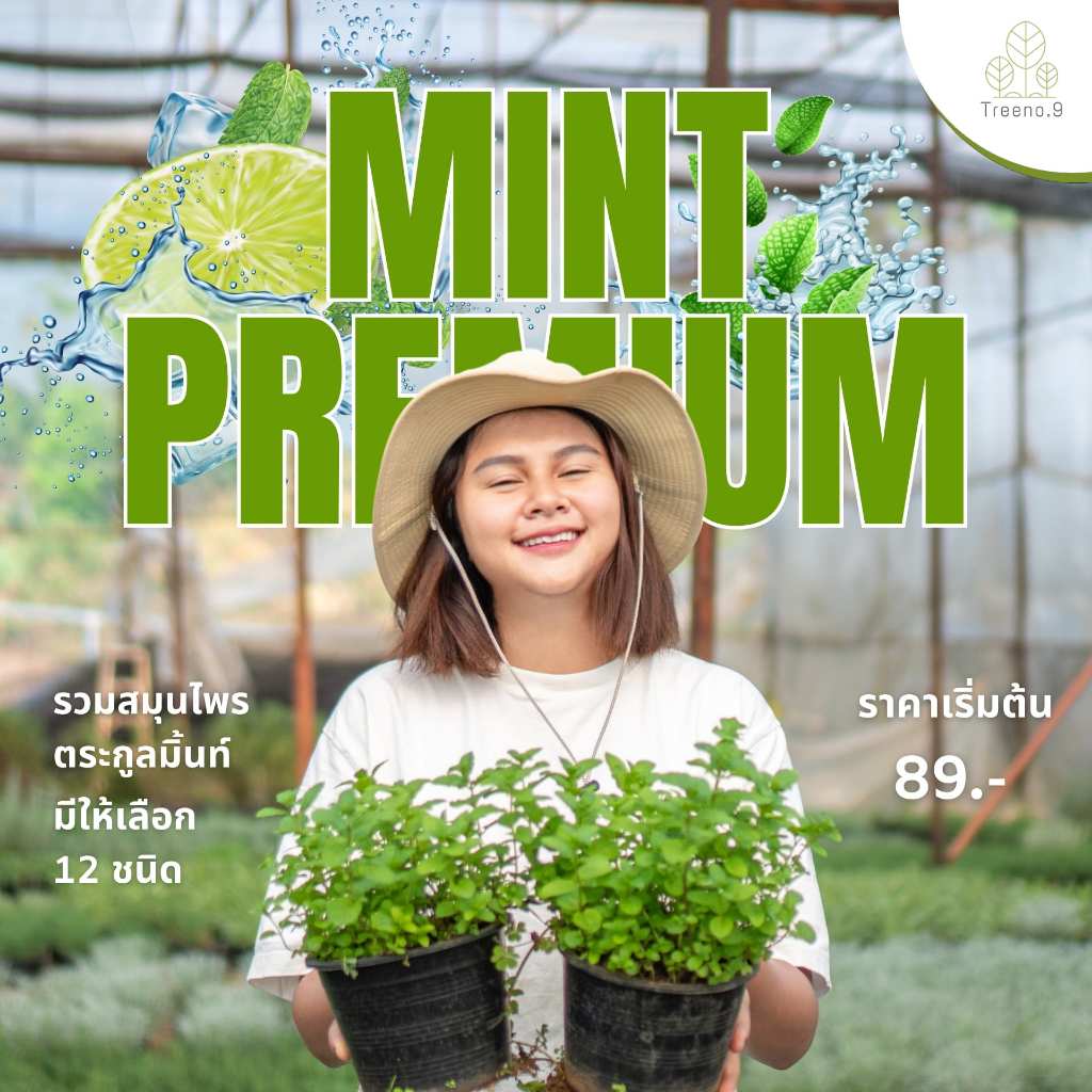 รวมสมุนไพรฝรั่ง ตระกูลมิ้นท์ (Mint) ส่งแบบกระถาง 6 นิ้ว / สูง 15-30 cm. / (Herb)