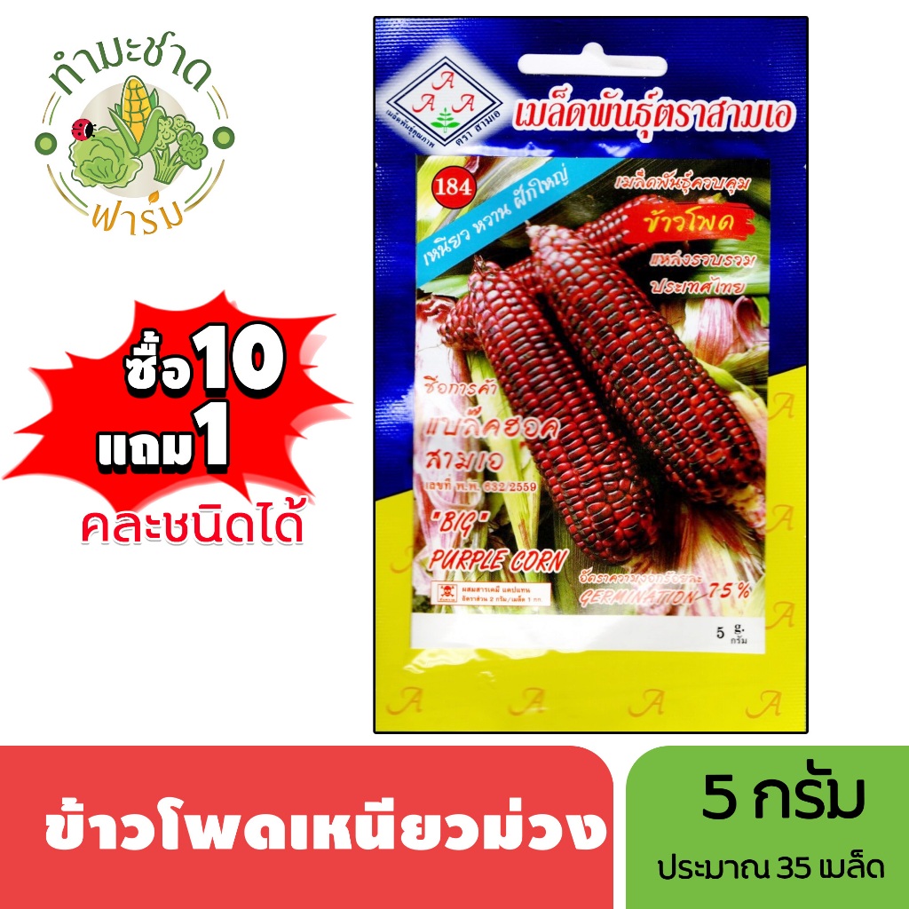 3A (ซื้อ10แถม1) เมล็ดพันธุ์ ข้าวโพดเหนียวม่วง ขนาด5กรัม ประมาณ 35 เมล็ด PURPLE CORN ข้าวโพดข้าวเหนียว เมล็ดพันธุ์พืช