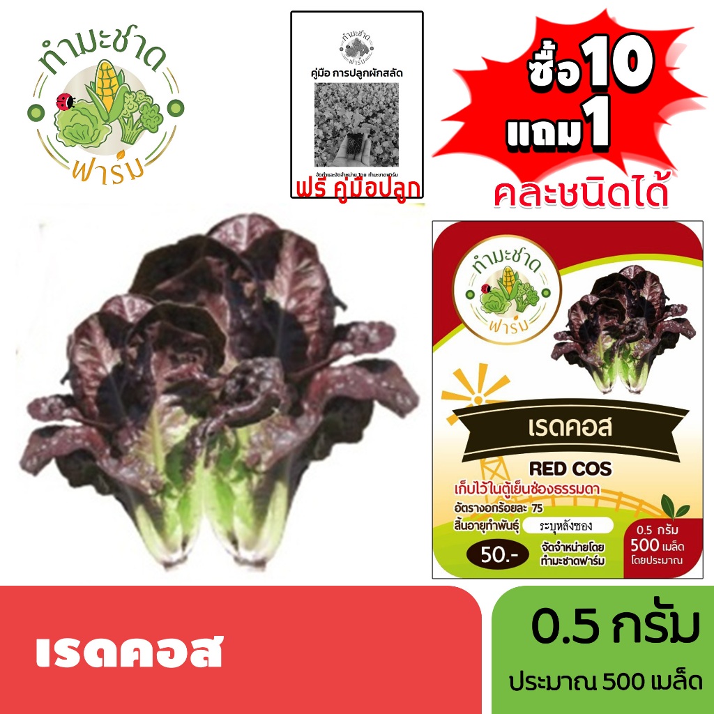 ทำมะชาดฟาร์ม (ซื้อ10แถม1) เมล็ดพันธุ์ เรดคอส ขนาด0.5กรัม ประมาณ500เมล็ด RED COS ROMAINE LETTUCE ผักคอส ผักสลัด เมล็ด