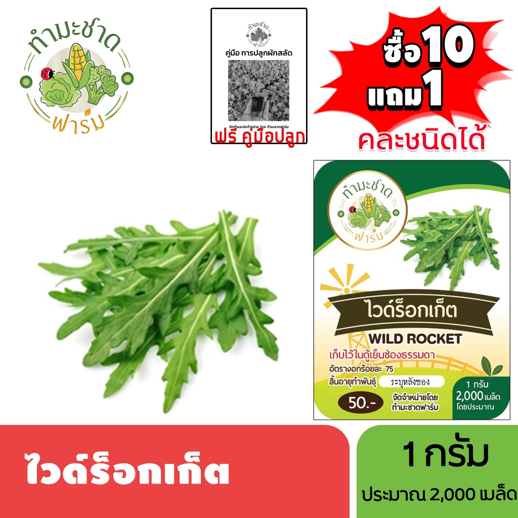 ทำมะชาดฟาร์ม (ซื้อ10แถม1) เมล็ดพันธุ์ ไวด์ร็อกเก็ต ขนาด1กรัม ประมาณ2,000เมล็ด WILD ROCKET ผักสลัด เมล็ดพันธุ์พืช เมล็ด – โปรปัง