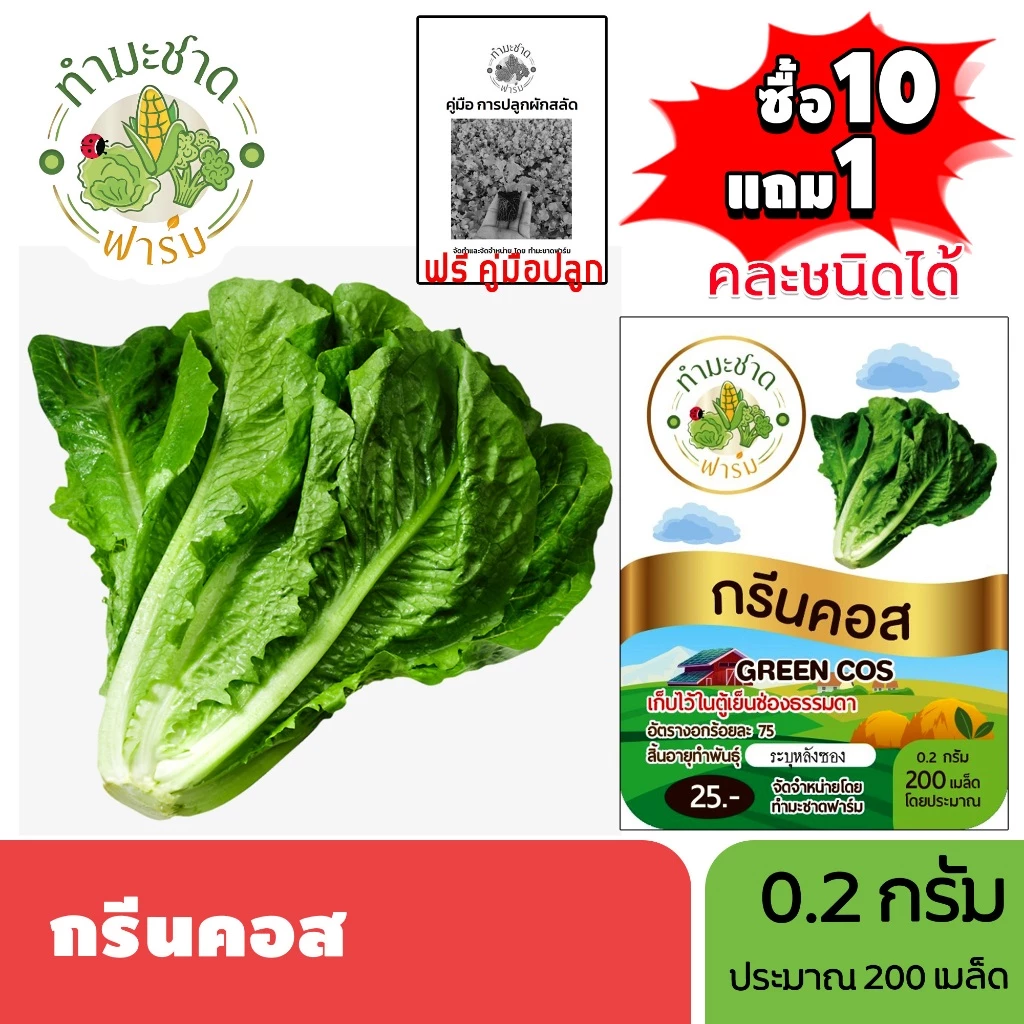 ทำมะชาดฟาร์ม (ซื้อ10แถม1) เมล็ดพันธุ์ กรีนคอส ขนาด0.2กรัม ประมาณ200เมล็ด GREEN COS ROMAINE LETTUCE ผักคอส ผักสลัด เมล็ด