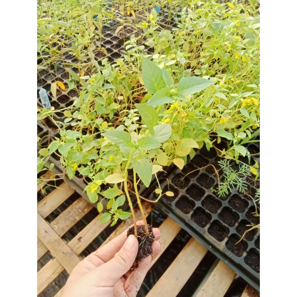 ต้นกล้าโทงเทงฝรั่งสีม่วง  มีประโยชน์ต่อสุขภาพมากมาย เสริมสร้างระบบภูมิคุ้มกัน บำรุงสายตา   กล้าละ 10 บาท - รูปที่ 2