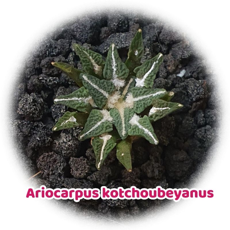 คอตชูช้าง ไม้เมล็ด Ariocarpus kotschoubeyanus v.elephantipes กระถาง 2 นิ้ว แคคตัส