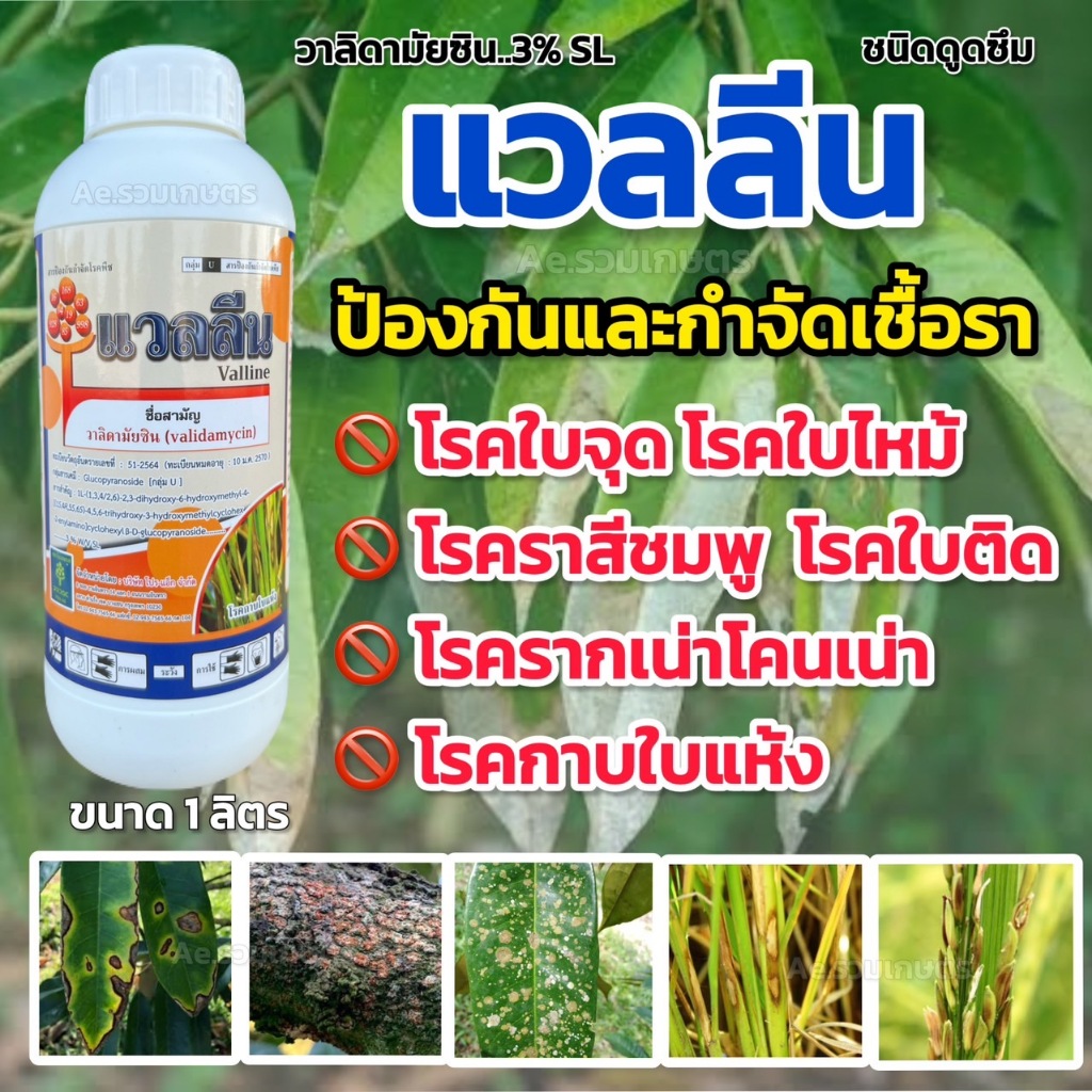 แวลลีน วาลิดามัยซิน ยาฆ่าเชื้อรา ยาเชื้อรา สารกำจัดโรคพืช กำจัดโรคพืช ใบแห้ง ใบติด โคนเน่า ใบไหม้ ราสีชมพู