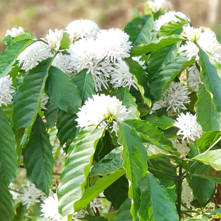 สารกาแฟโรบัสต้า ภาคใต้ ชุมพร Dry Process ปี 68-69 ขนาด 1 กิโลกรัม / Robusta Green Bean 1 KG.