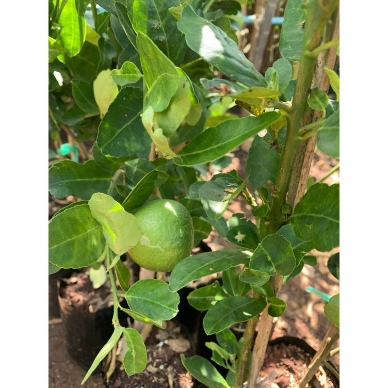 มะนาวแป้นพิจิตร(กิ่ง สูง 60-70cm.)รับประกันสายพันธุ์ ขายผลได้ราคา น้ำเยอะออกลูกเป็นพวง
