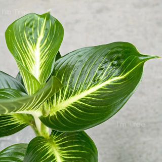 ต้นบารมีเศรษฐี พร้อมกระถางสีขาว5” แถมหินโรยกระถางฟรี
