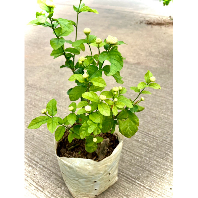 ต้นมะลิซ้อน (Jasminum) มะลิหลวง มะลิดอกใหญ่ กลิ่นหอม ดูแลง่าย ต้นใหญ่ แข็งแรง