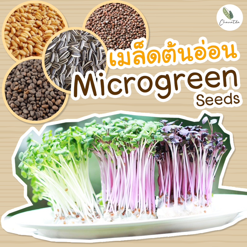 เมล็ดต้นอ่อนไมโครกรีน (Microgreen) เมล็ดผักงอก ขนาดทดลองปลูก ปลูกง่าย ได้ประโยชน์สูง