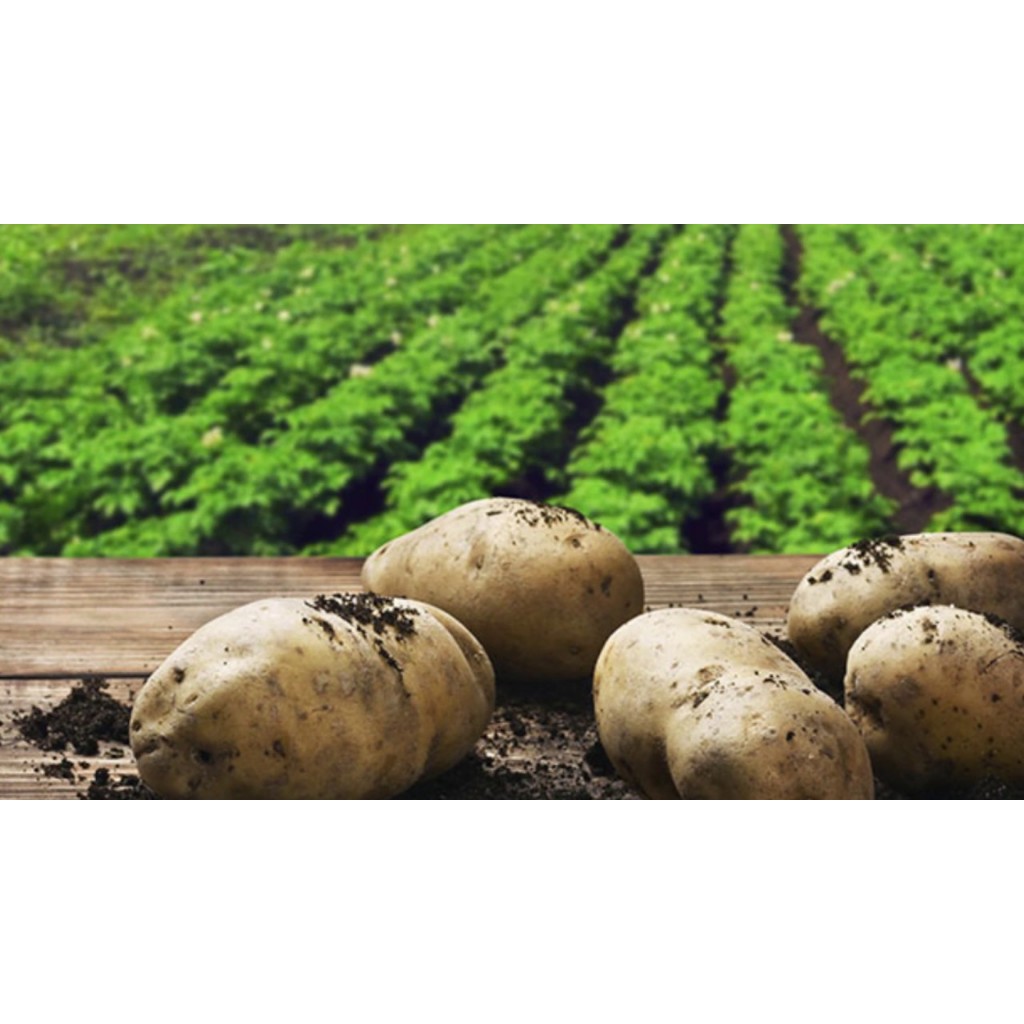 ต้นพันธุ์ มันฝรั่ง  potato, Irish potato  มันอาลู, มันอีลู พร้อมปลูกในถุงดำ 39 บาท