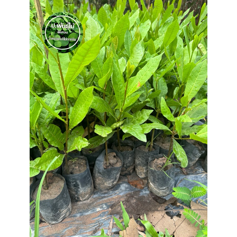 ต้นมะม่วงหิมพาน กินยอดอร่อย 20-30 เซน เสียหายเคลมฟรี