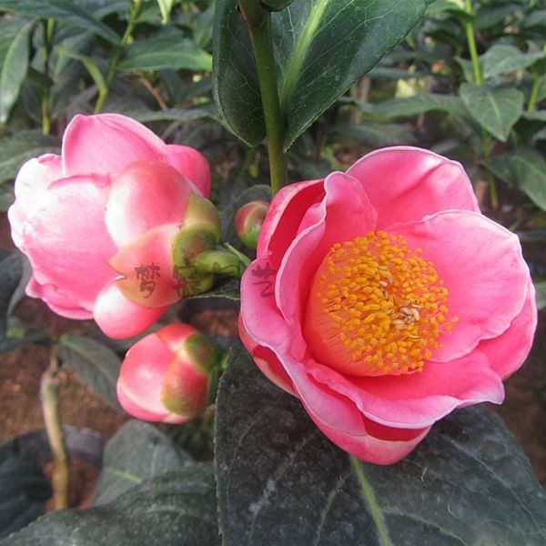 คามีเลียเวียดนาม /Vietnam Camellia เป็นไม้ดอกรำไร อยู่รำไรจะสวยกว่าและมีดอกได้ตลอดปี สามารถมีดอกได้ทั้งปีและทุกที่