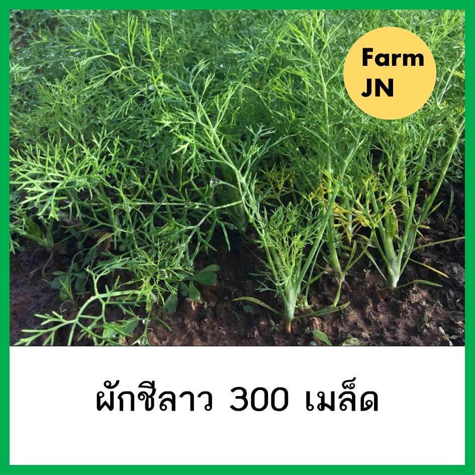เมล็ดผักชีลาว เมล็ดผักสวนครัว เมล็ดผัก5บาท