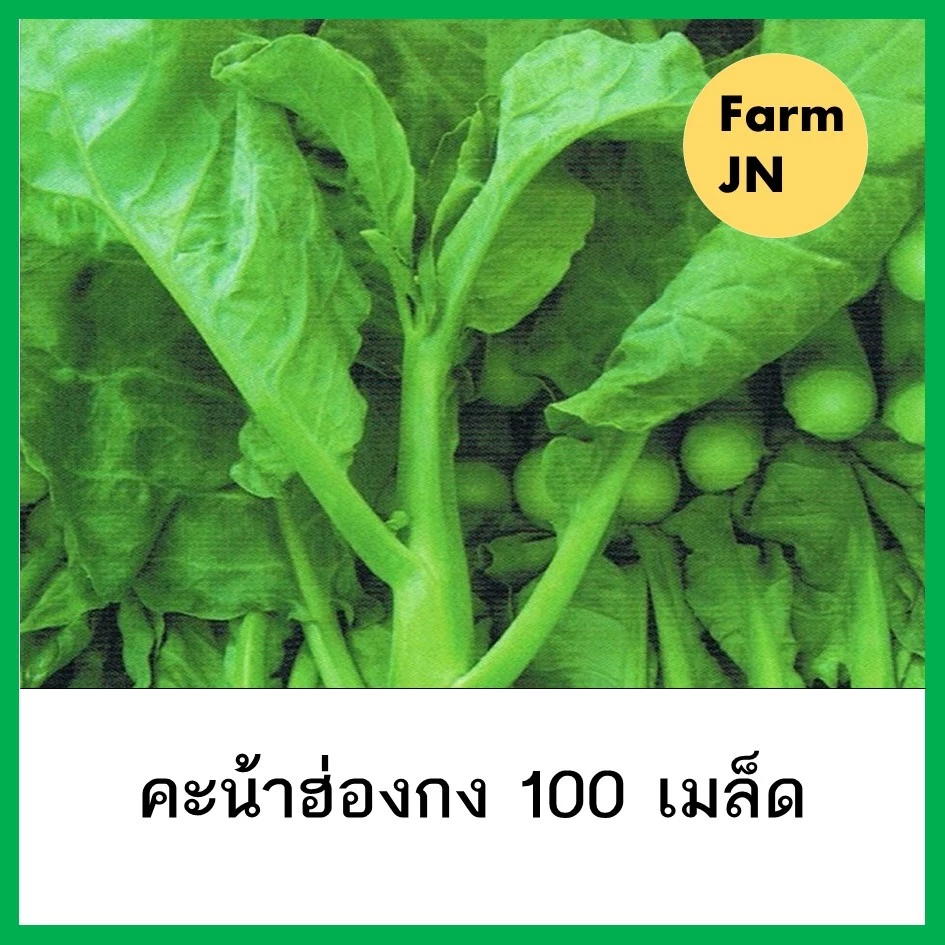เมล็ดพันธุ์ผัก คะน้าฮ่องกง 10แถม1 คละได้ ปลูกง่ายโตไว