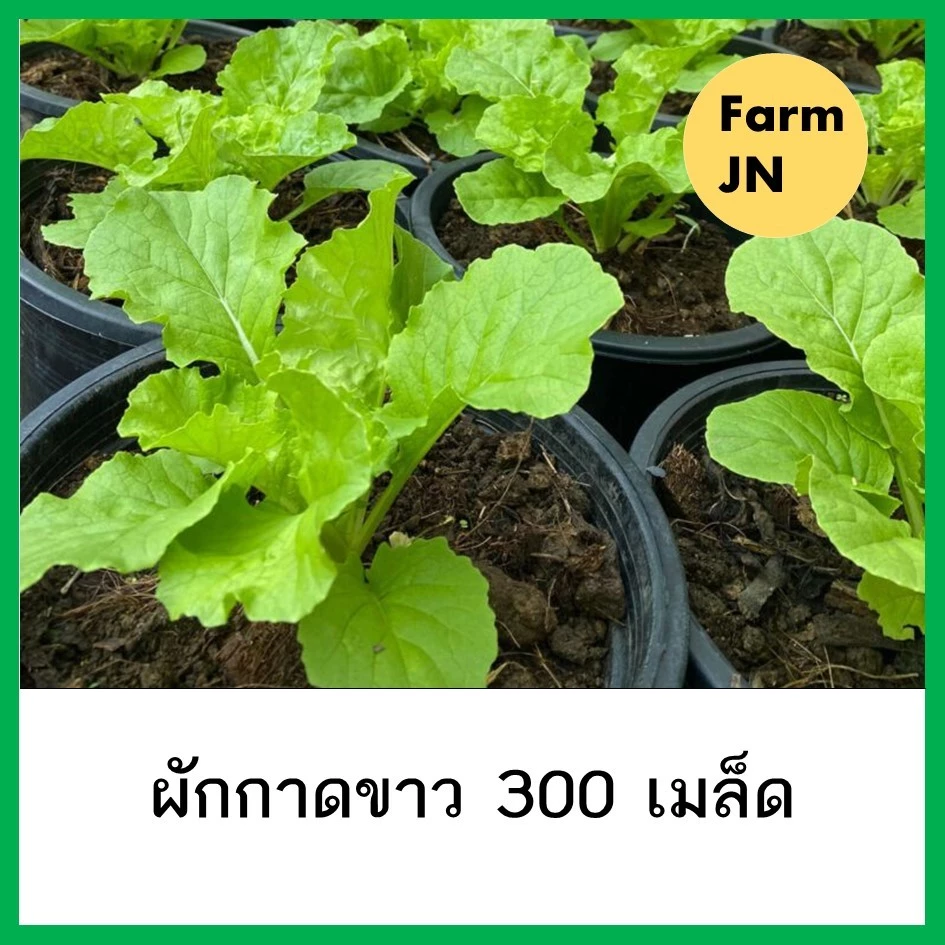 เมล็ดพันธุ์ผัก ผักกาดขาว 10แถม1 คละได้ ปลูกง่ายโตไว