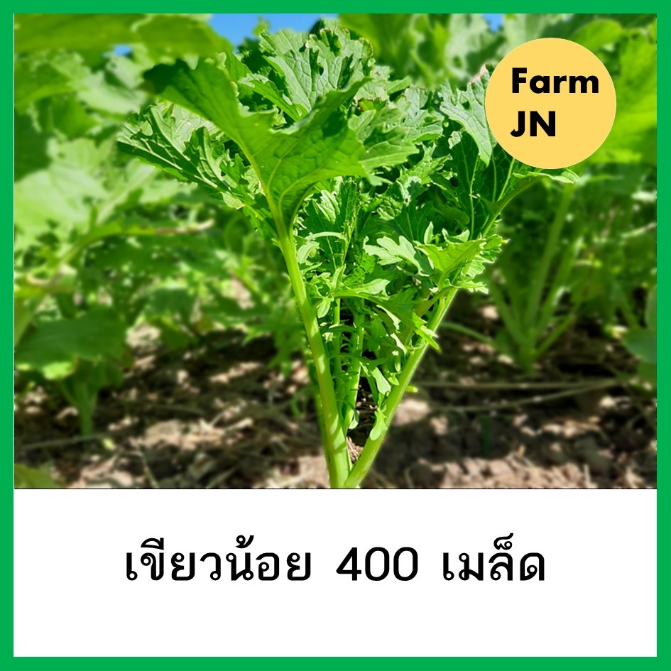 เมล็ดผักกาดเขียวน้อย เมล็ดผักสวนครัว เมล็ดผัก5บาท