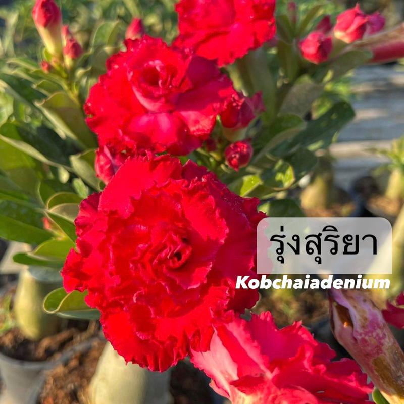 ชวนชมดอกซ้อน "รุ่งสุริยา" ขนาดกระถาง 6 นิ้ว (แบบถอนจัดส่ง)