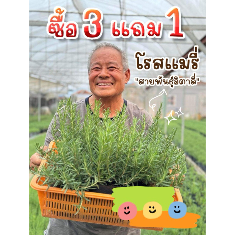 🔥🔥ต้นโรสแมรี่ แบบถุง กดชื้อ3 ต้น แถม 1= 4 ต้น🌱🌱🌱🌱