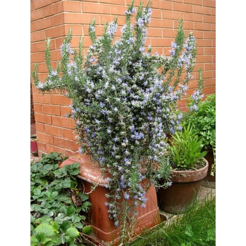โรสแมรี่สายพันธ์เลื้อย Creeping Rosemary มีกลิ่นหอมแรงดอกสีฟ้าอมม่วง ฟอร์มสวยเหมาะแต่งสวนอังกฤษ