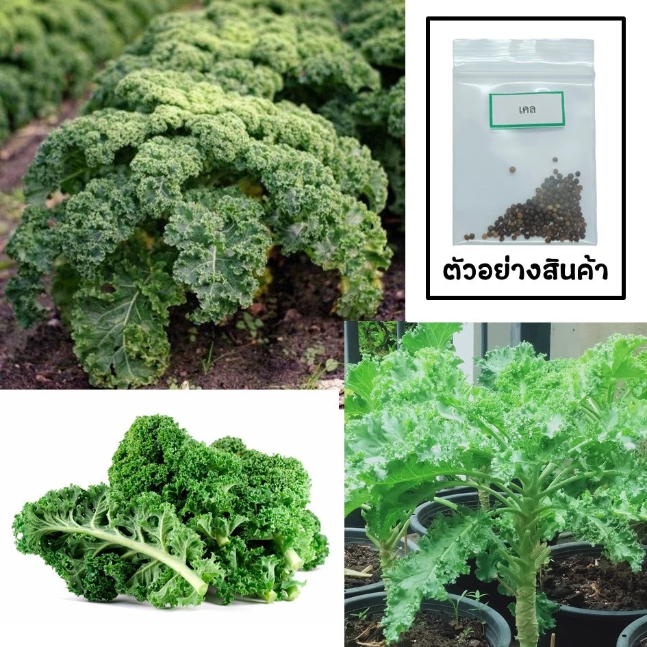 🌱เมล็ดเคล 100 เมล็ด 🌱 ซื้อ 10 แถม 2 คละได้ 💥 เลือกของแถมได้ คิดถึงเมล็ดผัก คิดถึง skinsun