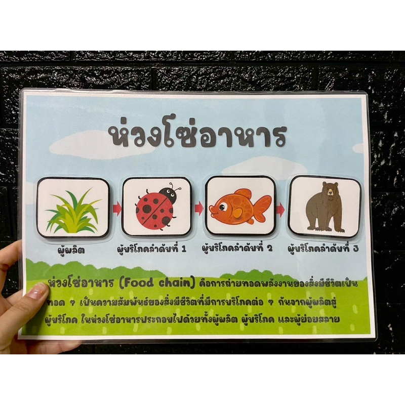 สื่อการสอนห่วงโซ่อาหารขนาดใหญ่ (ซื้อเป็นชุดถูกลง 50฿) ราคา ถูกที่สุด ดีลบีเคเค แกลเลอรีภาพที่ 8